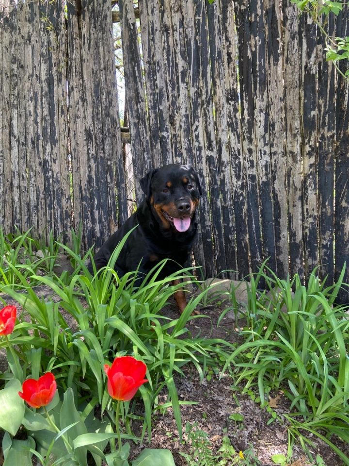Roman, an adopted Rottweiler in White Lake, MI_image-1