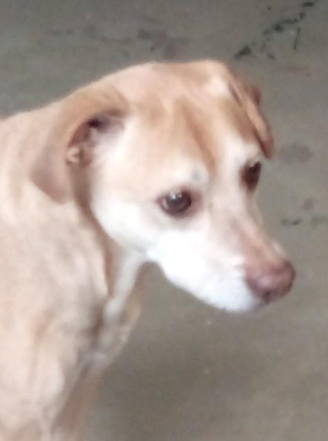 Ayla, an adoptable Yellow Labrador Retriever & Beagle Mix in Silsbee, TX_image-1