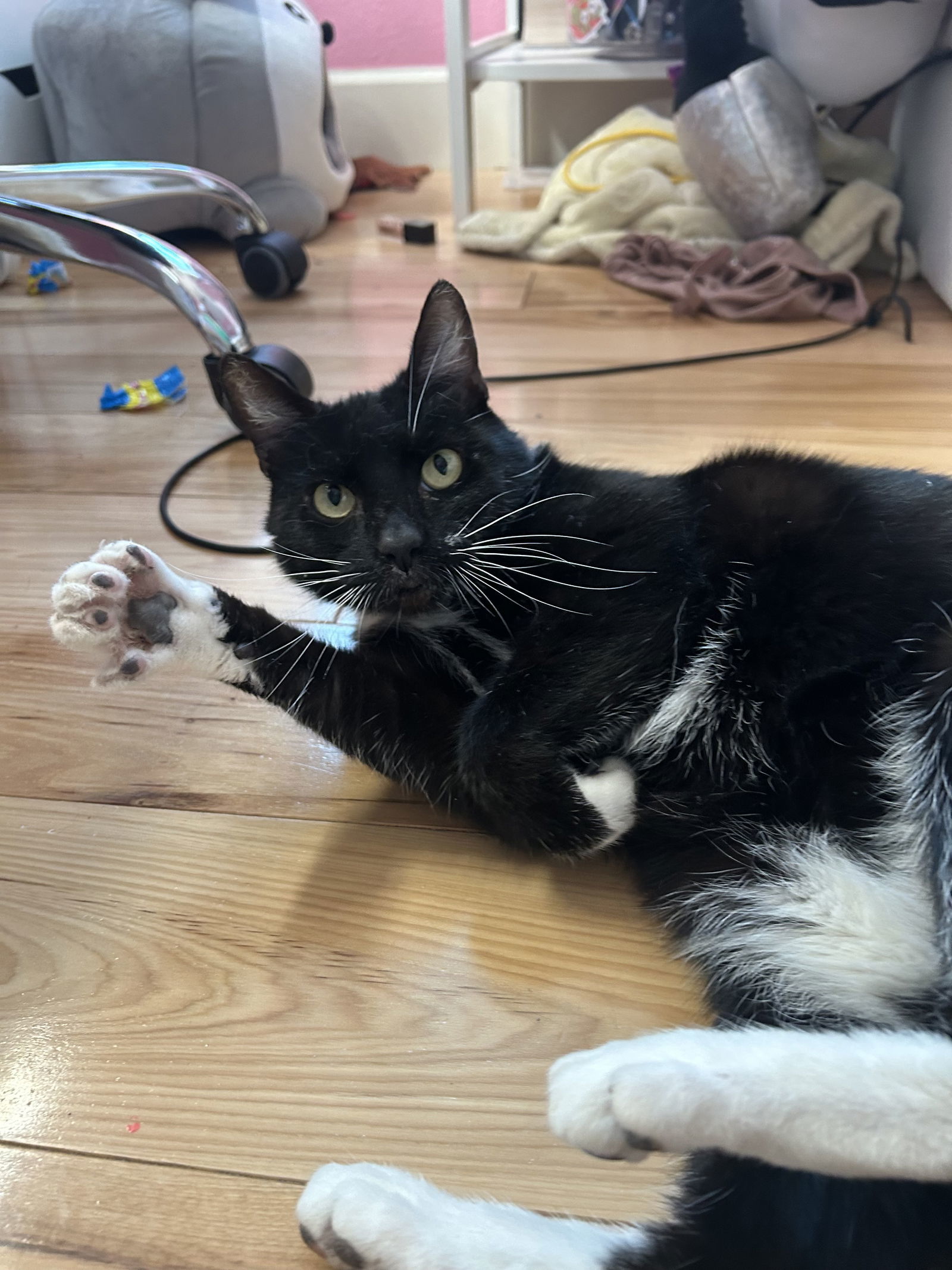 Whiskers (Napa Christina), an adoptable Domestic Short Hair in Napa, CA, 94558 | Photo Image 2