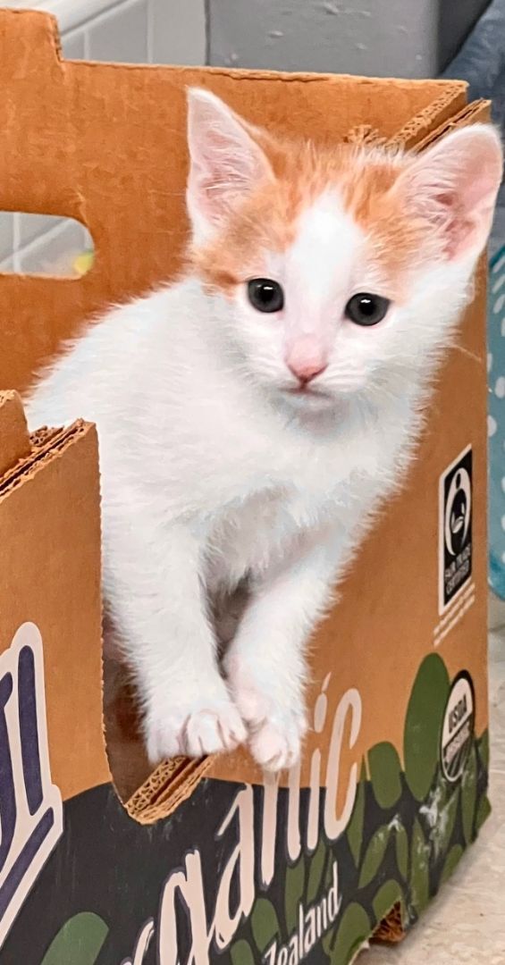 Charlie, an adoptable Turkish Van & Domestic Short Hair Mix in Mission Viejo, CA_image-2