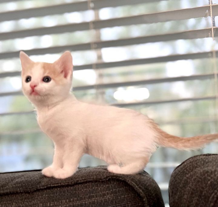 Ruby, an adoptable Turkish Van & Domestic Short Hair Mix in Mission Viejo, CA_image-1