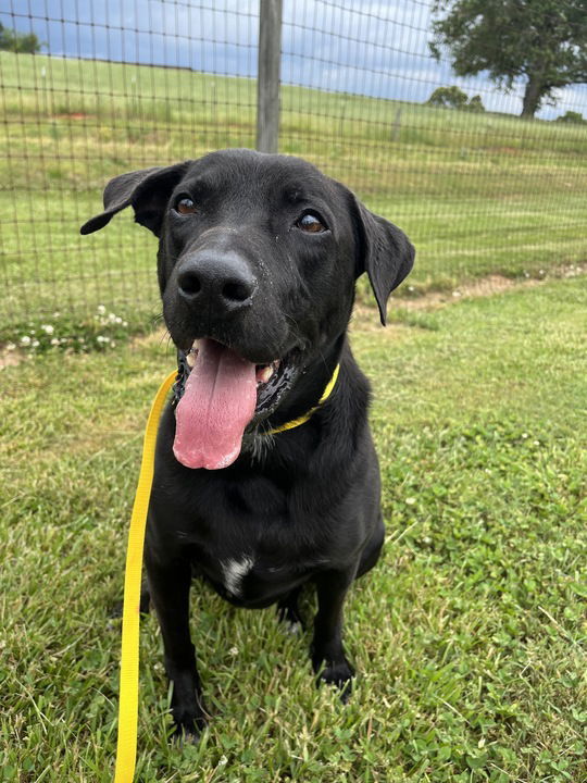 Average Joe, an adoptable Labrador Retriever in Pacolet, SC, 29372 | Photo Image 1