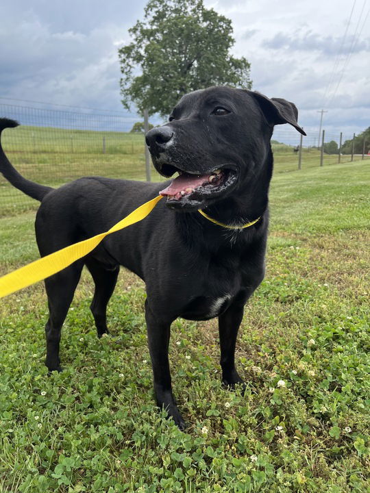 Average Joe, an adoptable Labrador Retriever in Pacolet, SC, 29372 | Photo Image 2