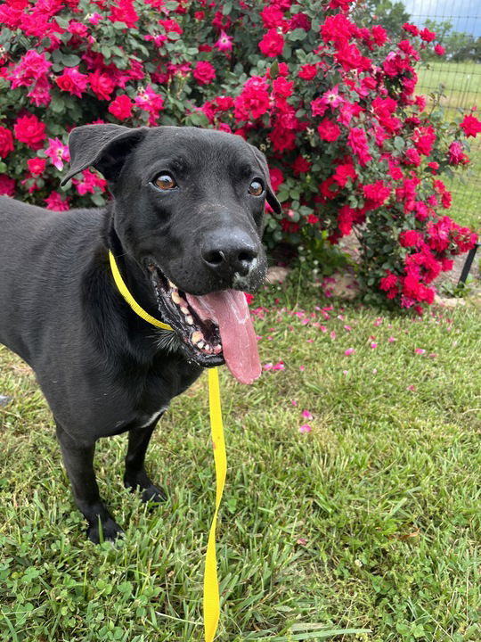 Average Joe, an adoptable Labrador Retriever in Pacolet, SC, 29372 | Photo Image 3