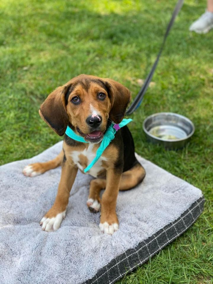 Copper *HERE IN NH*, an adoptable Mixed Breed in Northwood, NH_image-4