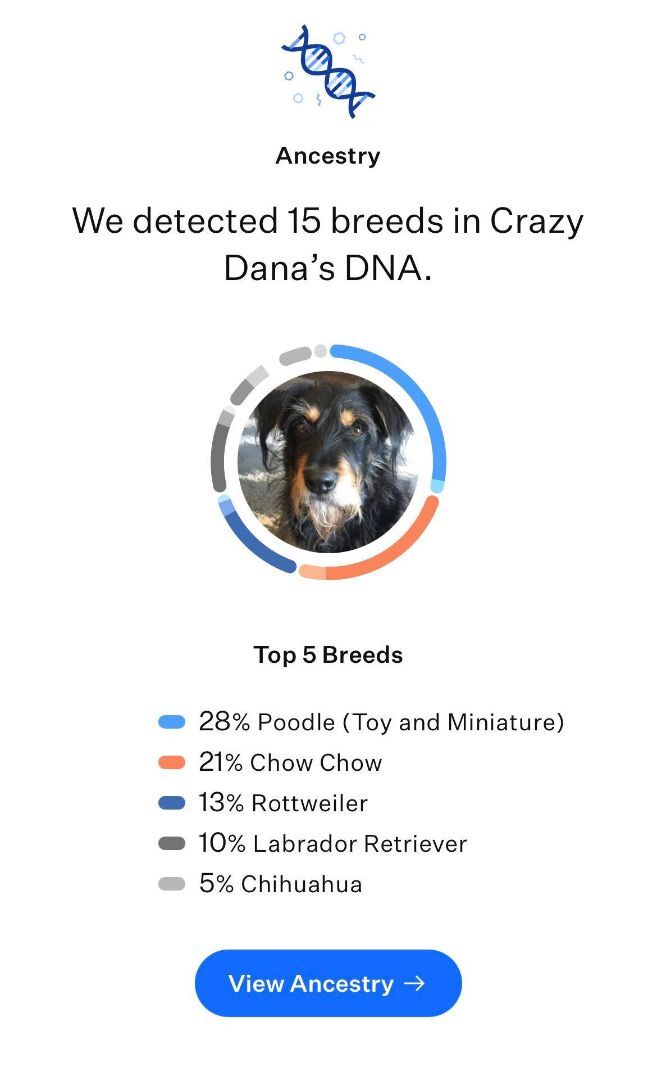 Dana, an adoptable Mixed Breed in Northwood, NH_image-4