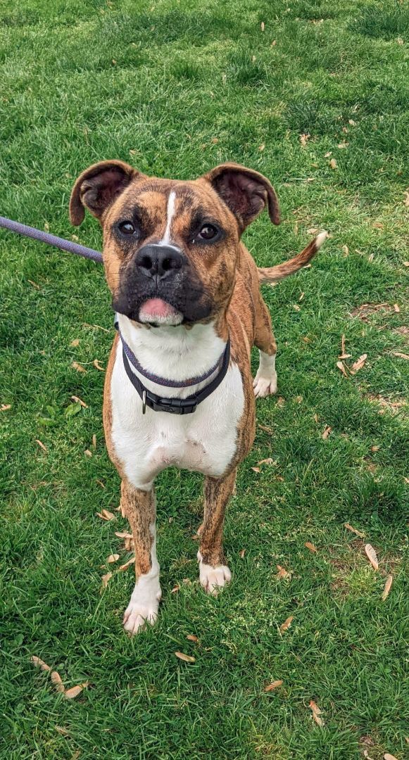 Popeye, an adoptable Boxer in Hagerstown, MD, 21742 | Photo Image 3