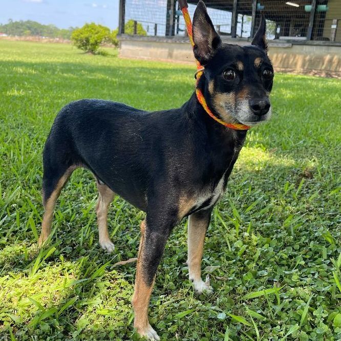 Puck, an adopted Rat Terrier & Miniature Pinscher Mix in Carencro, LA_image-1