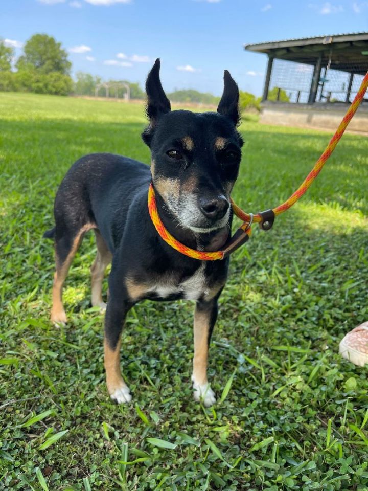 Puck, an adopted Rat Terrier & Miniature Pinscher Mix in Carencro, LA_image-4