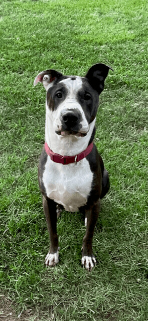 Groot, an adoptable Great Dane in Spartanburg, SC, 29304 | Photo Image 1