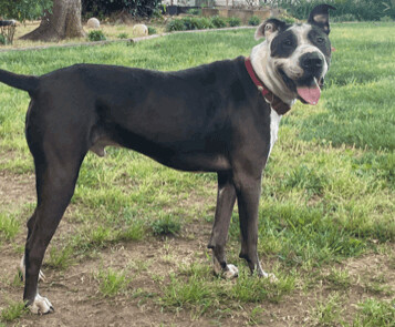 Groot, an adoptable Great Dane in Spartanburg, SC, 29304 | Photo Image 2