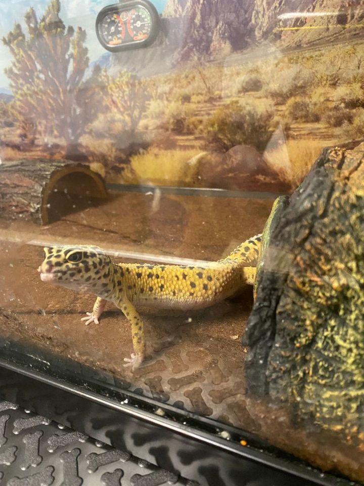 Juno, an adoptable Gecko in Naperville, IL_image-1
