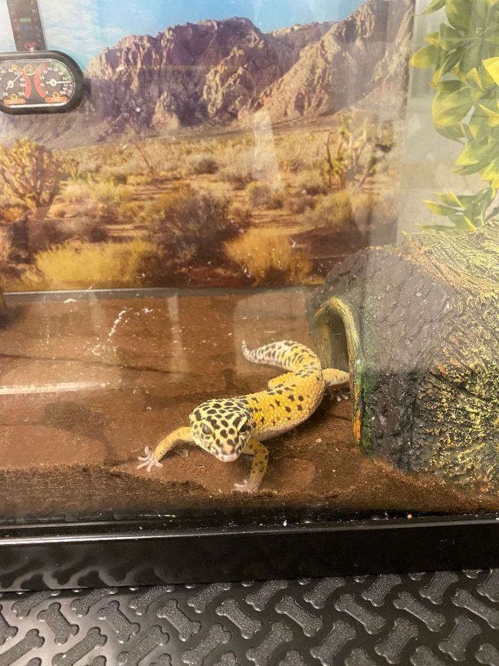 Juno, an adoptable Gecko in Naperville, IL_image-3