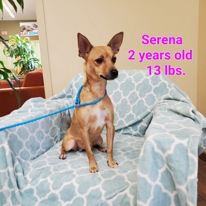 Serena, an adopted Chihuahua & Dachshund Mix in Naperville, IL_image-1