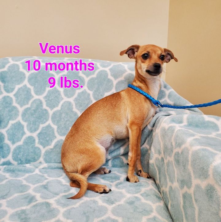 Venus, an adopted Chihuahua & Dachshund Mix in Naperville, IL_image-2