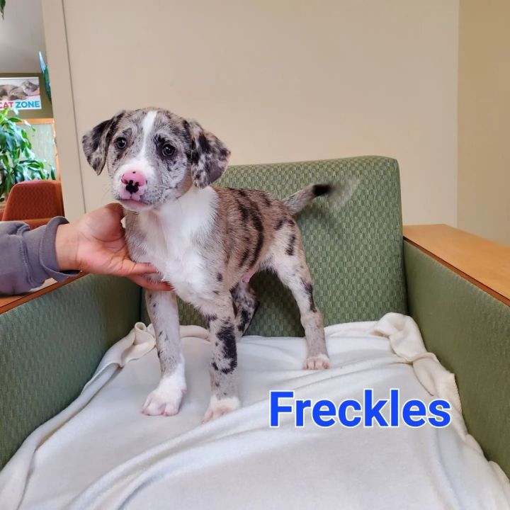 Freckles , an adopted Hound & Retriever Mix in Naperville, IL_image-1