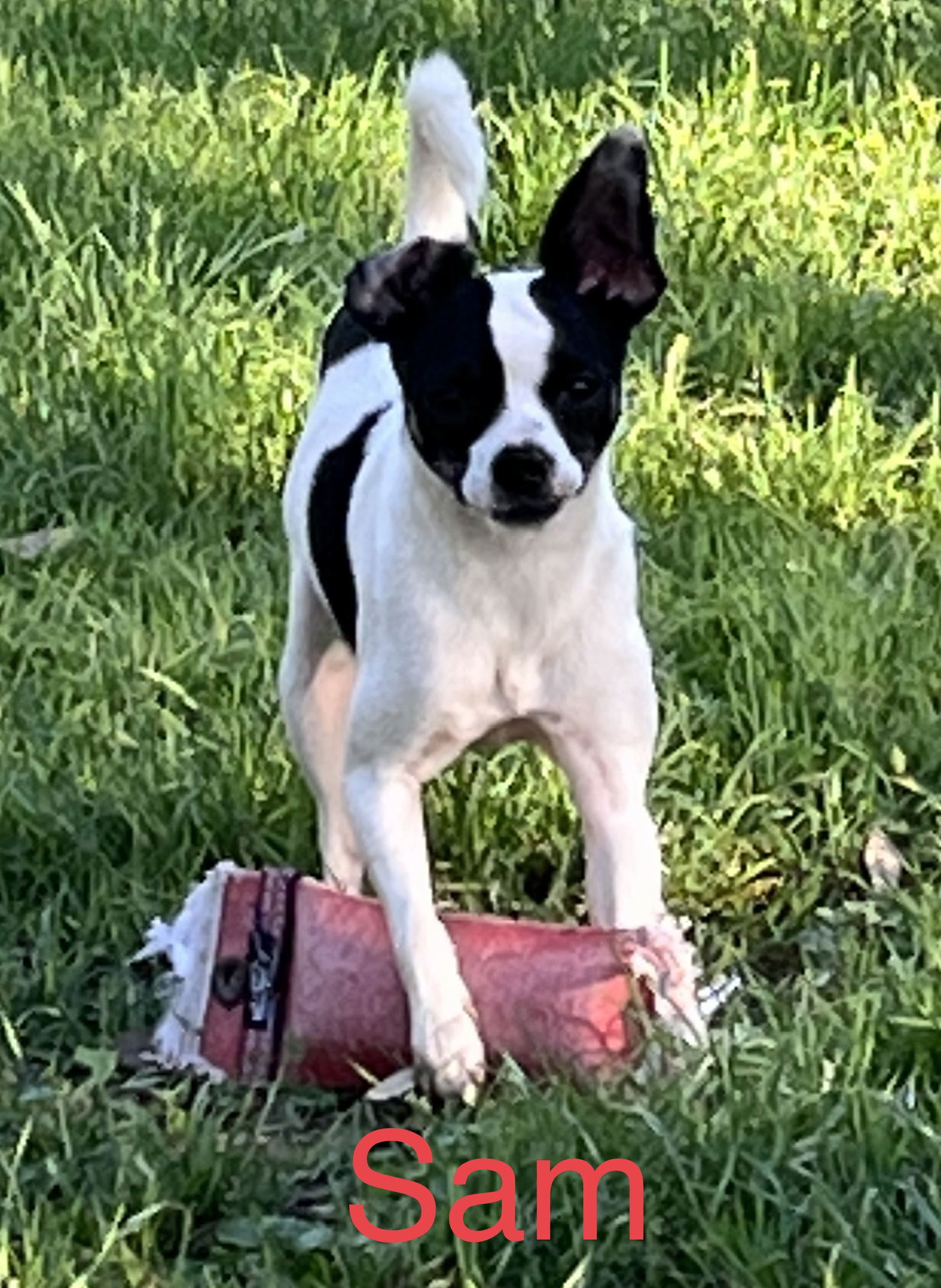 Marrying Sam, an adoptable Jack Russell Terrier in Pipe Creek, TX, 78063 | Photo Image 1