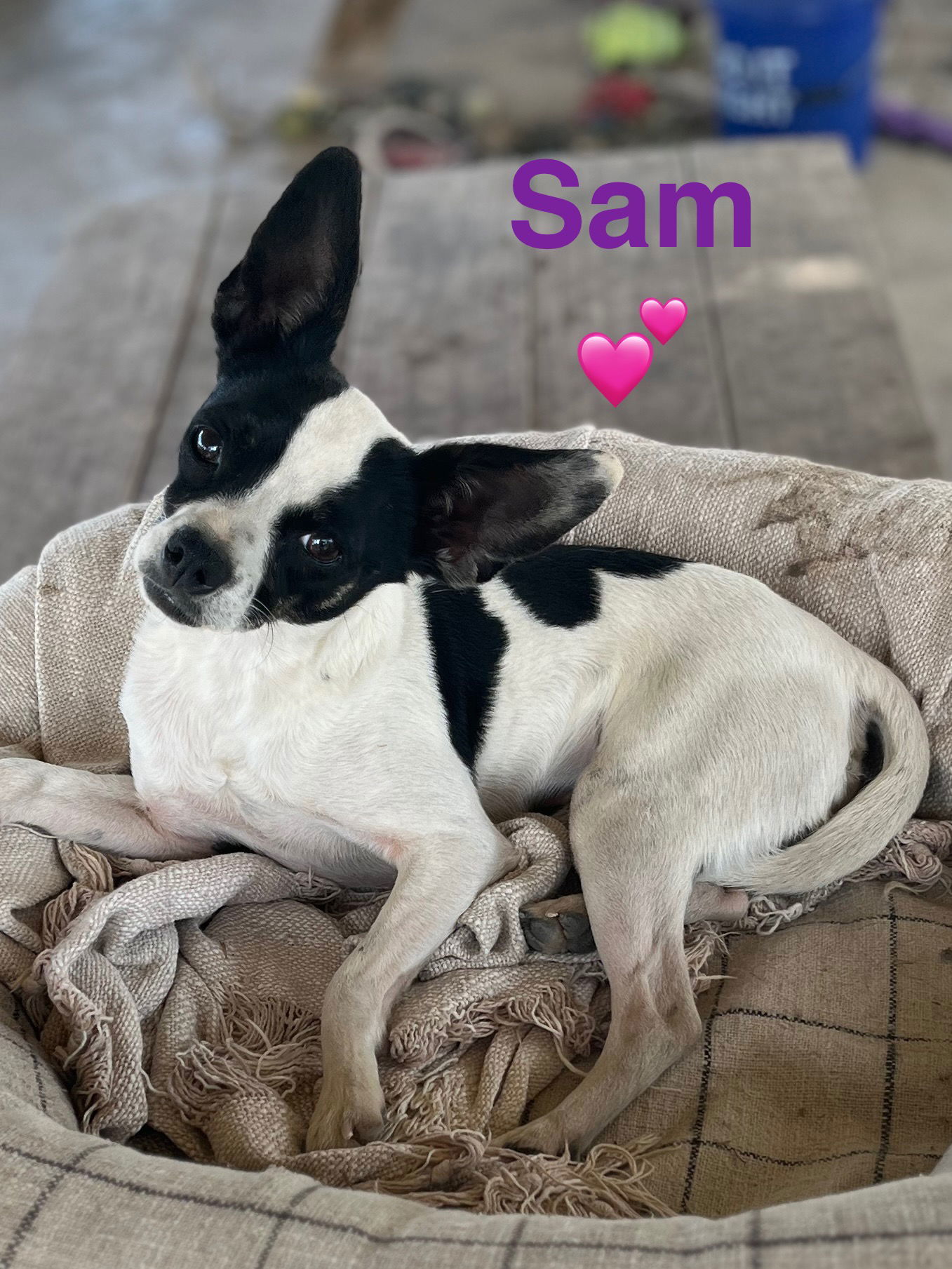 Marrying Sam, an adoptable Jack Russell Terrier in Pipe Creek, TX, 78063 | Photo Image 1
