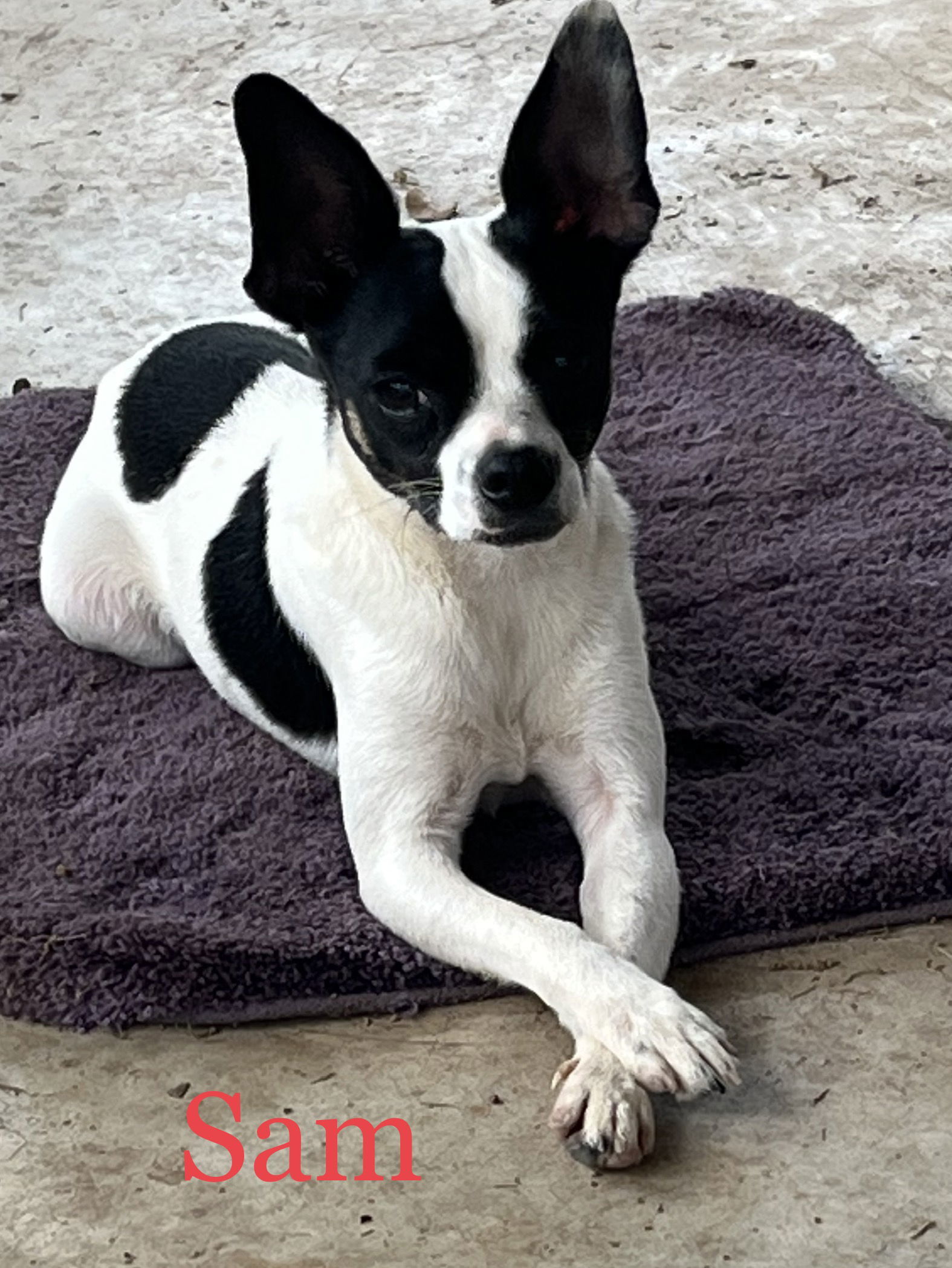 Marrying Sam, an adoptable Jack Russell Terrier in Pipe Creek, TX, 78063 | Photo Image 2