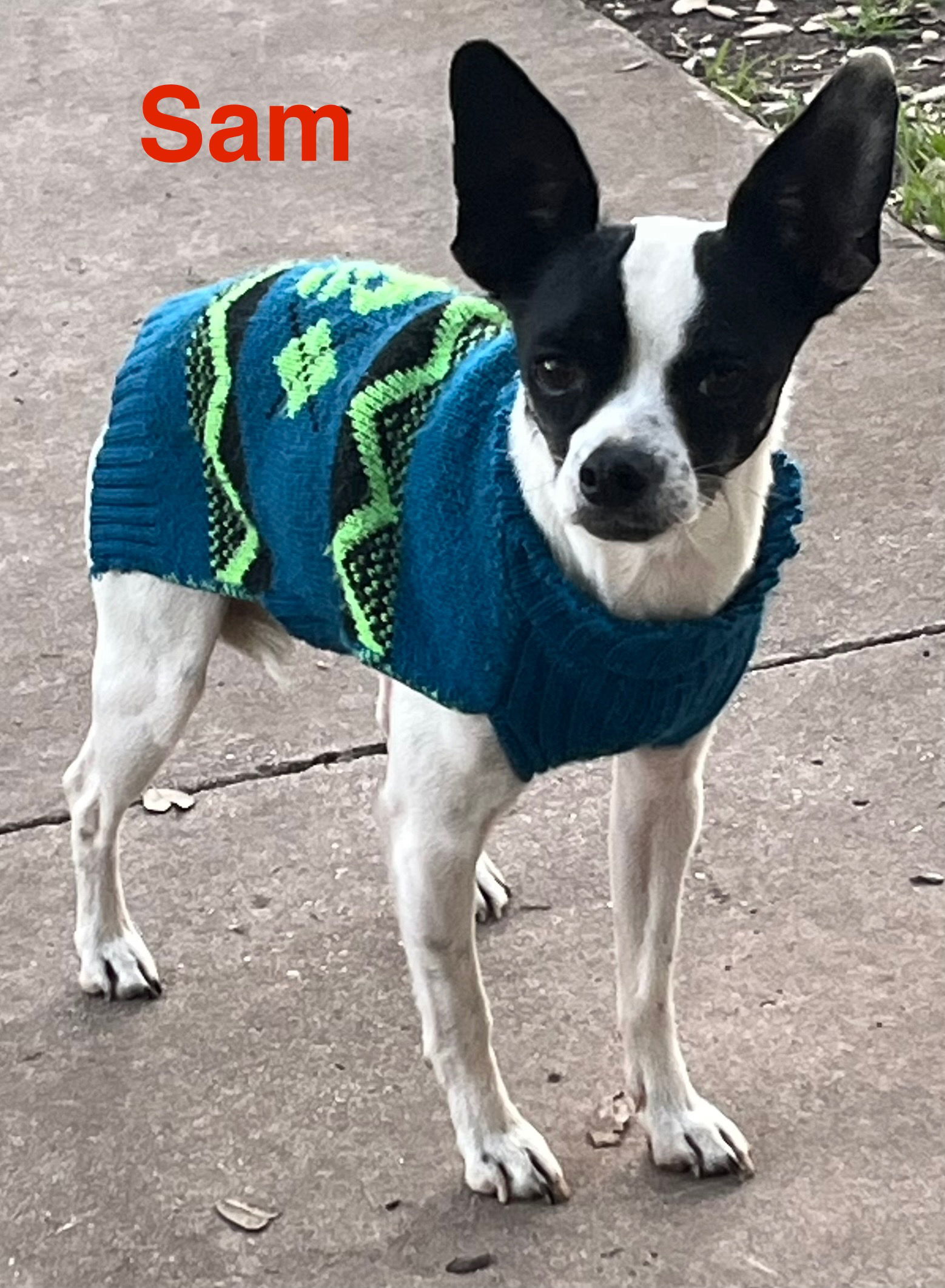 Marrying Sam, an adoptable Jack Russell Terrier in Pipe Creek, TX, 78063 | Photo Image 2