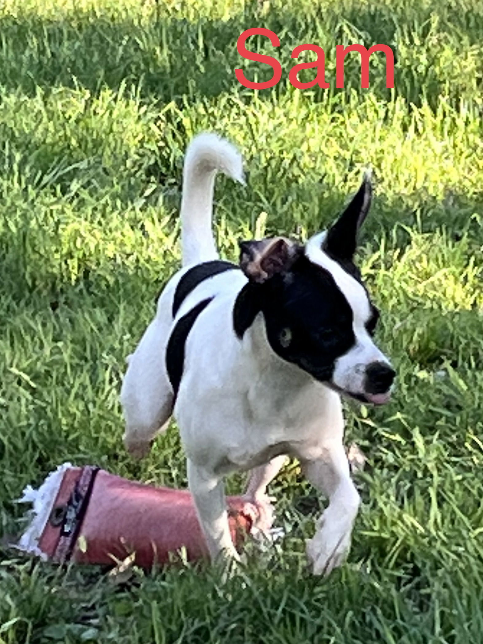 Marrying Sam, an adoptable Jack Russell Terrier in Pipe Creek, TX, 78063 | Photo Image 3