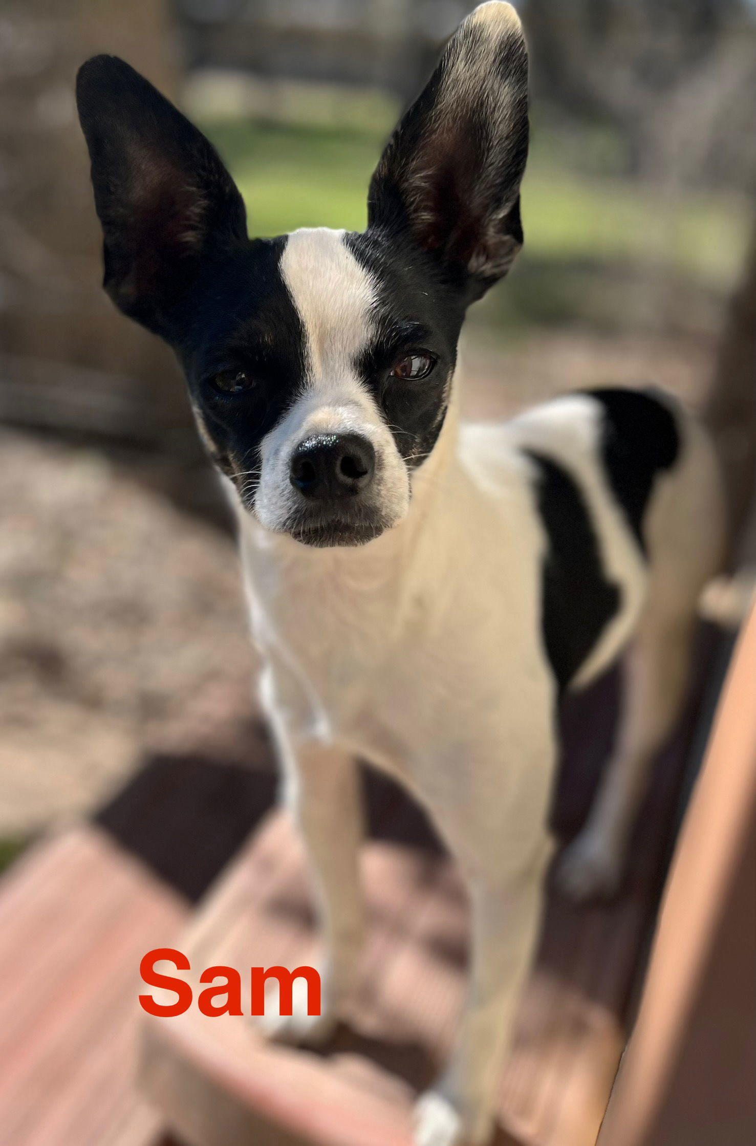 Marrying Sam, an adoptable Jack Russell Terrier in Pipe Creek, TX, 78063 | Photo Image 3