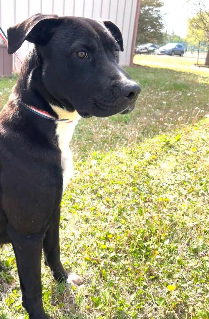 Dog for adoption - Poindexter, a Labrador Retriever Mix in Okmulgee, OK ...