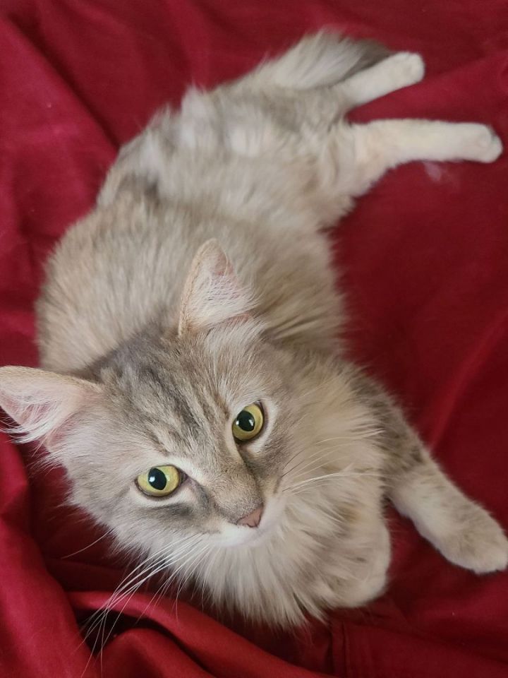 Fern, an adopted Maine Coon & Dilute Calico Mix in Mission Viejo, CA_image-3