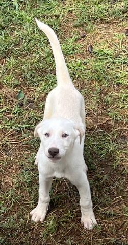 Aggie of Texas Loves Litter ATX