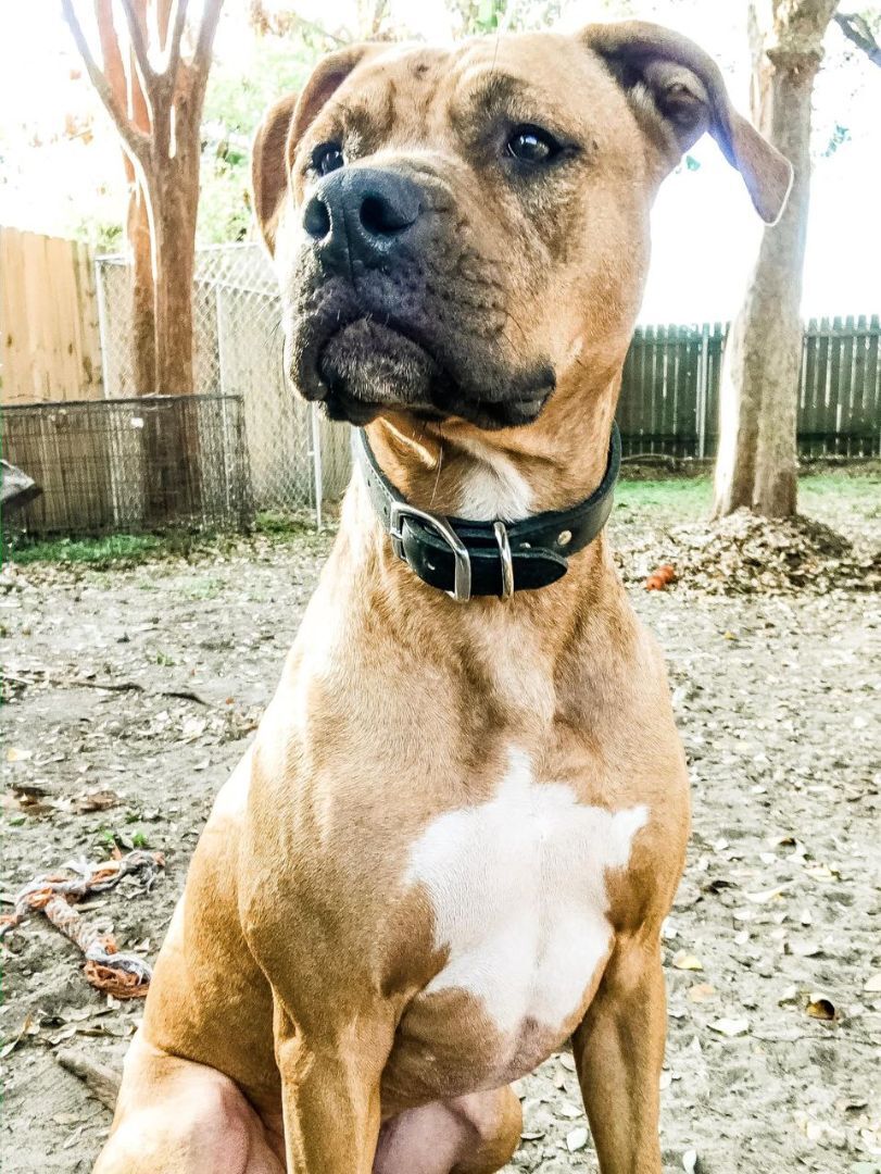 Burt , an adoptable Pit Bull Terrier in Jefferson , LA, 70121 | Photo Image 5