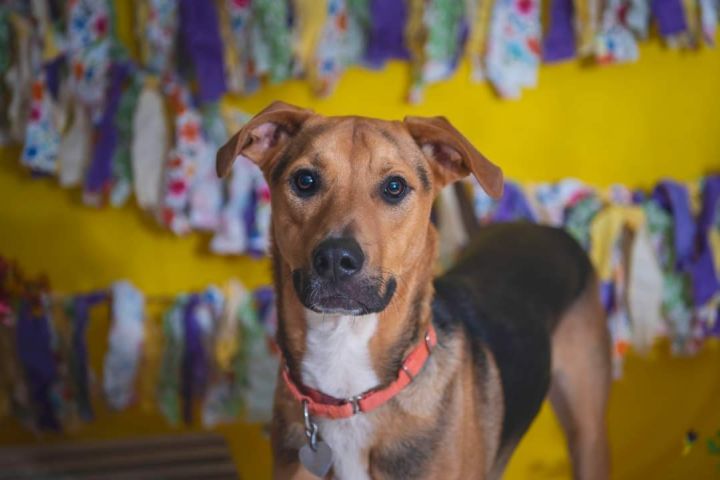 Goose, an adoptable Hound Mix in Newcastle, OK_image-6