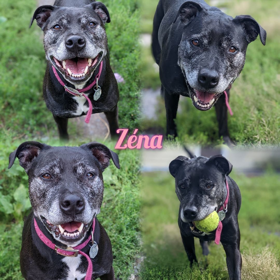 Zéna ( CNR), an adoptable American Staffordshire Terrier, Rottweiler in Sainte-Angele-de-Monnoir, QC, J0L 1P0 | Photo Image 1