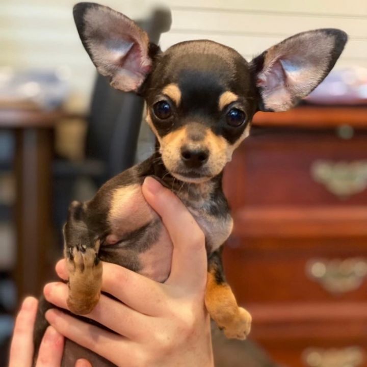 Snaps, an adoptable Chihuahua Mix in Thompson's Station, TN_image-1