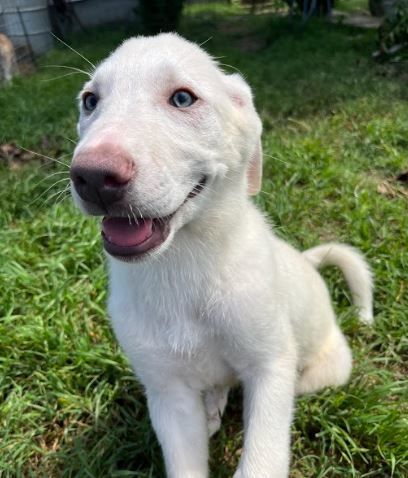 Sunshine of Texas Loves Litter ATX