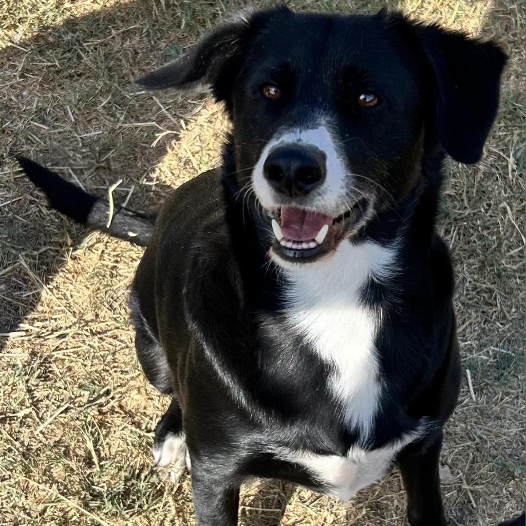Kage LJ*, an adoptable Border Collie, Black Labrador Retriever in Von Ormy, TX, 78073 | Photo Image 1