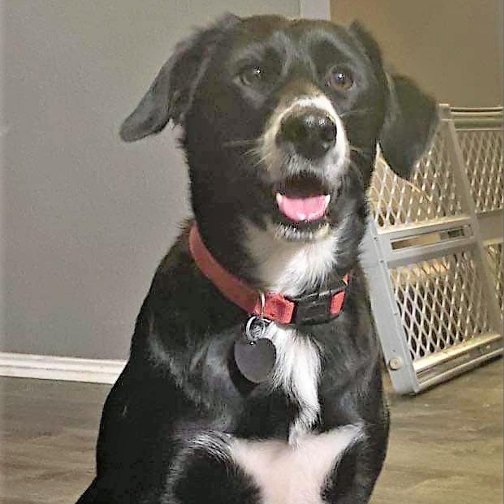 Kage LJ*, an adoptable Border Collie, Black Labrador Retriever in Von Ormy, TX, 78073 | Photo Image 1
