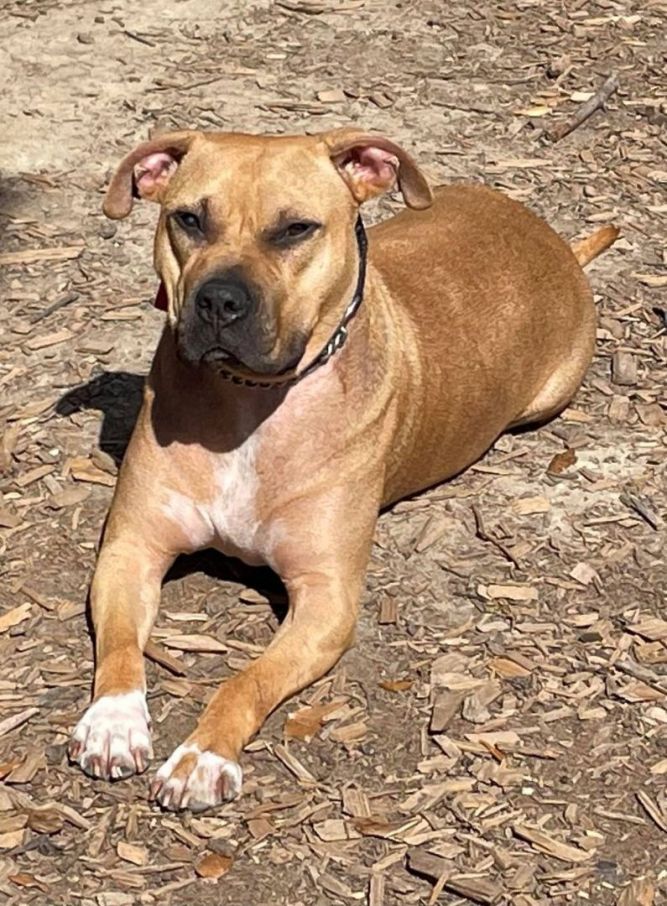 Dog for adoption - Buffalo Bill , a Pit Bull Terrier Mix in Franklinton, LA