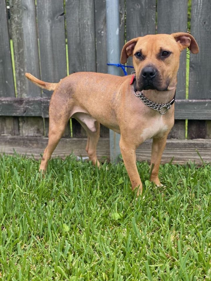 Dog for adoption - Buffalo Bill , a Pit Bull Terrier Mix in Franklinton, LA