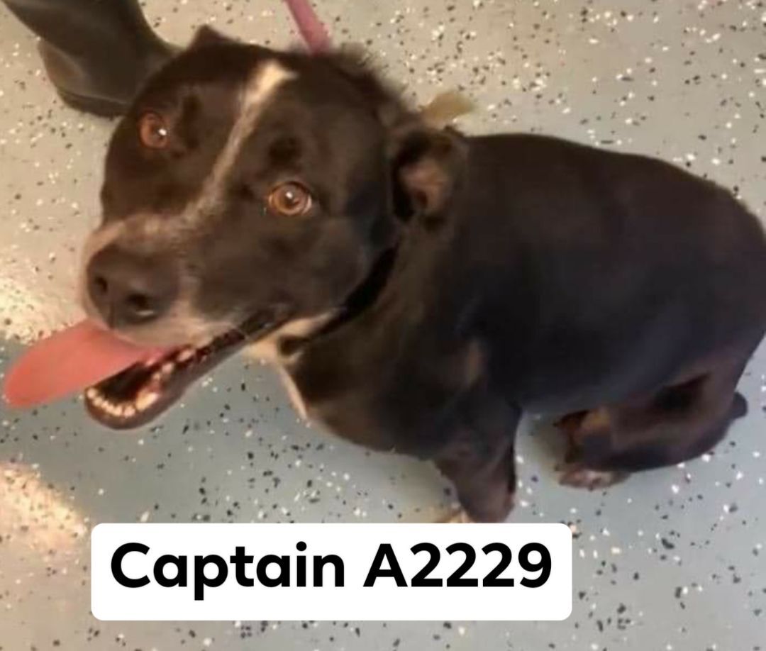 Captain, an adoptable Labrador Retriever, American Bully in Morganton, NC, 28655 | Photo Image 1