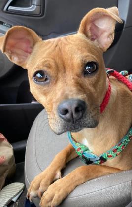 Brandi, an adoptable Terrier Mix in Cumberland, MD_image-1