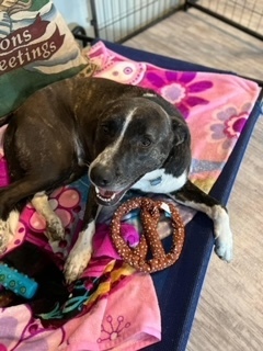 Emily, an adoptable Labrador Retriever, Pit Bull Terrier in Scranton, PA, 18509 | Photo Image 4