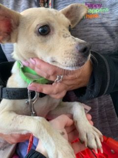  Gretel , an adoptable Chihuahua Mix in New York, NY_image-5