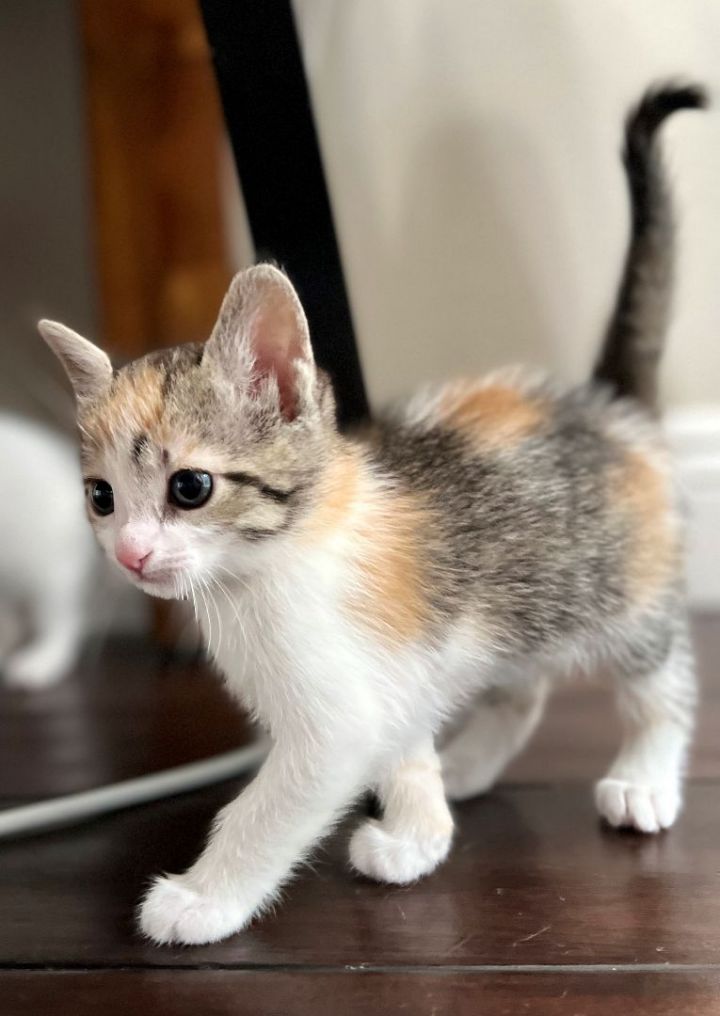 Patches, an adoptable Calico & Domestic Short Hair Mix in Mission Viejo, CA_image-1