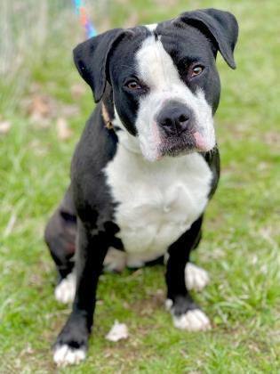 Athena May, an adoptable American Bulldog Mix in Louisville, KY_image-2