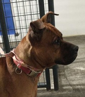 Buddy, an adoptable Boxer, Labrador Retriever in Mcconnelsville, OH, 43756 | Photo Image 1