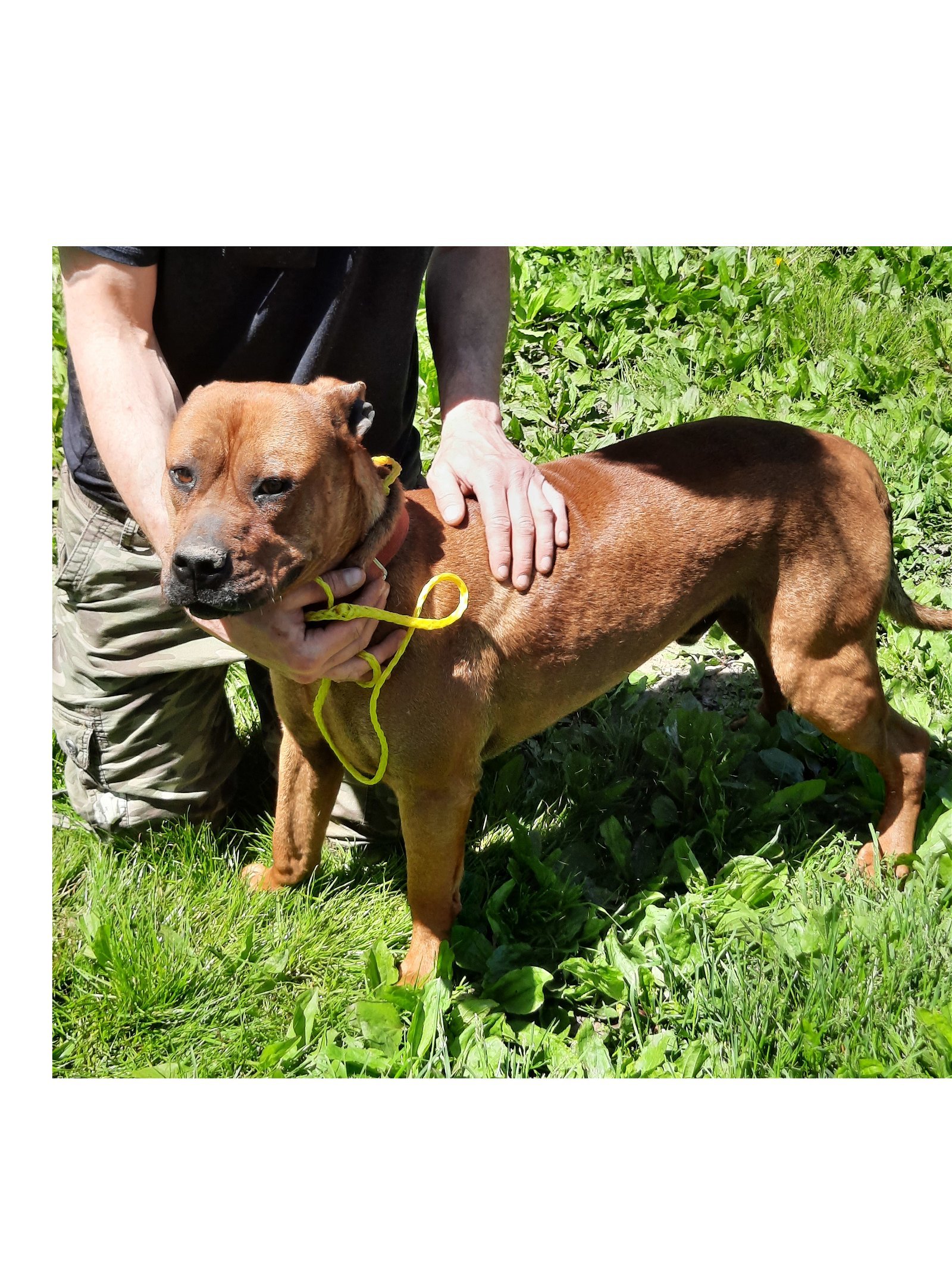 Buddy, an adoptable Boxer, Labrador Retriever in Mcconnelsville, OH, 43756 | Photo Image 2