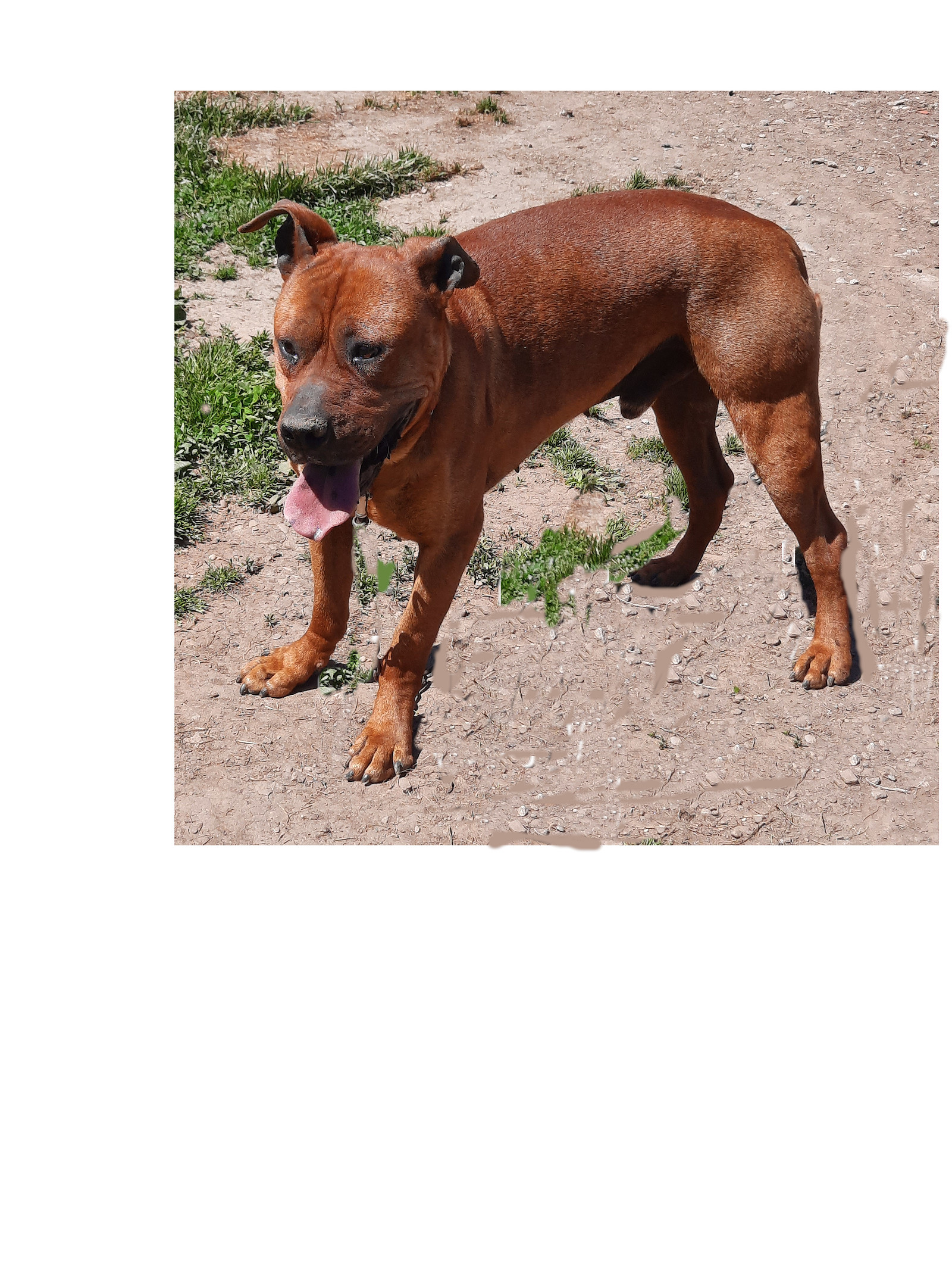 Buddy, an adoptable Boxer, Labrador Retriever in Mcconnelsville, OH, 43756 | Photo Image 3