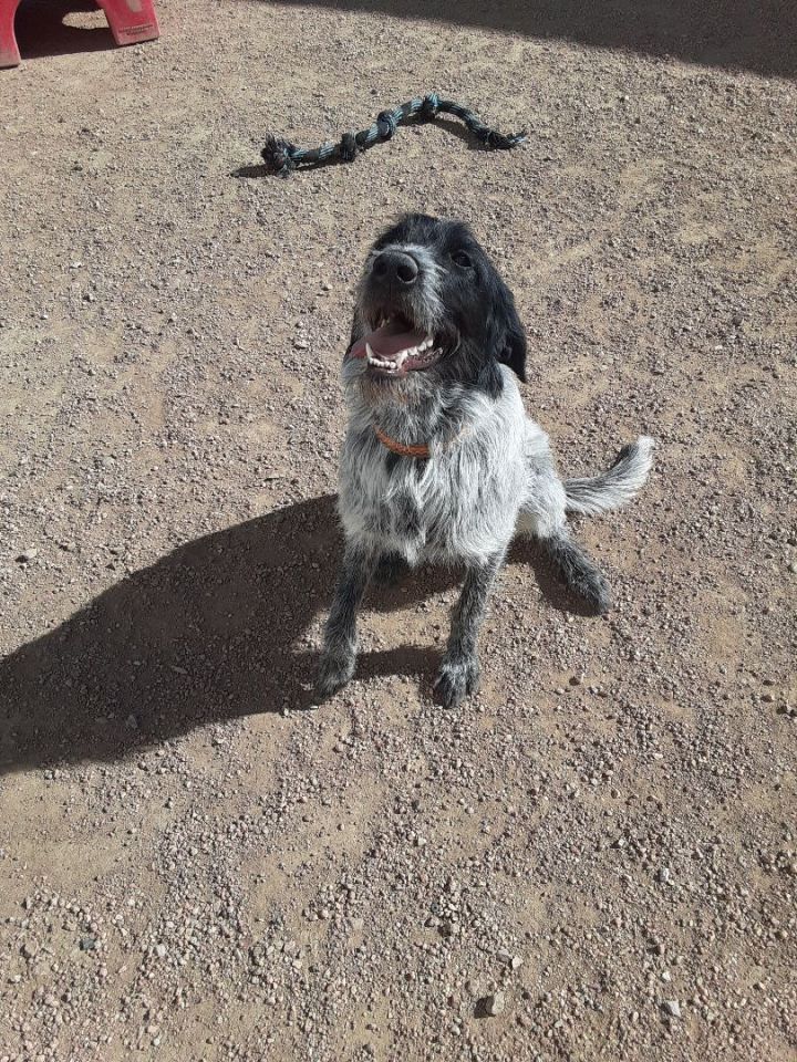 Rosie, an adoptable Wirehaired Pointing Griffon & German Wirehaired Pointer Mix in Colorado Springs, CO_image-3
