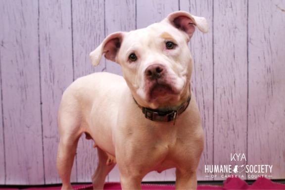 Kya, an adoptable Pit Bull Terrier Mix in Johnstown, PA_image-1