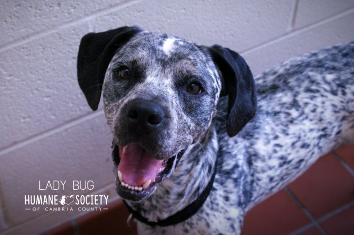 LadyBug, an adoptable German Shorthaired Pointer Mix in Johnstown, PA_image-1